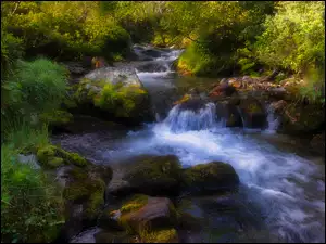 Leśna rzeka spływająca kaskadowo po kamieniach