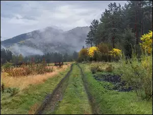 Droga prowadząca do lasu
