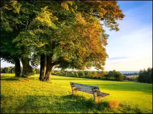 Ławka pod jesiennymi drzewami na polu