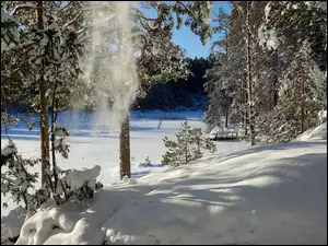 Spadający śnieg z ośnieżonych drzew