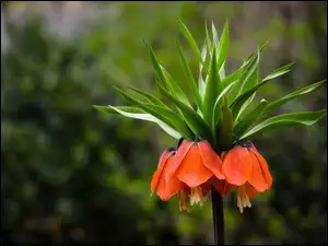 Szachownica cesarska, Egzotyczny, Kwiat