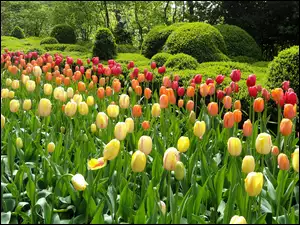 Kwiaty, Park, Tulipany, Drzewa, Kolorowe, Krzewy