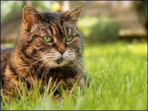 Buru zielonooki kot leżący na trawie