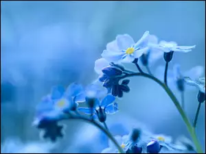 Niebieskie kwiaty niezapominajki