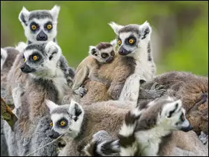 Lemury, Zwierzęta