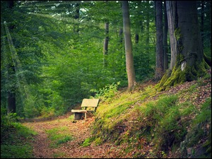W lesie na drodze ławka