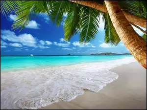 Tropiki, Plaża, Morze, Palmy