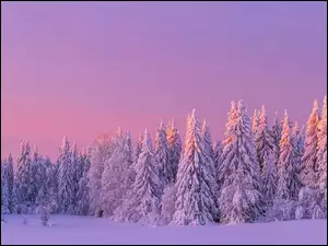 Drzewa, Niebo, Śnieg, Zima, Zaróżowione