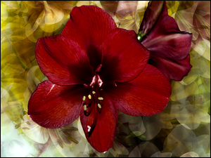 Graficzna bordowa lilia