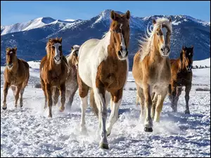 Konie biegnące po śniegu w górach