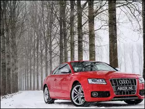 Las, Śnieg, Audi S5, Czerwone, Droga