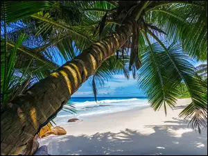 Pochylona palma na piaszczystej plaży