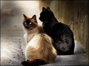 Dwa koty wypatrują myszek