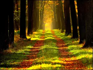 Leśna alejka w pięknym jesiennym krajobrazie