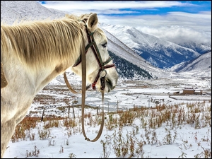 Koń w górach zimą