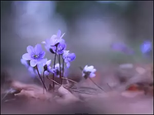 Niebieskie przylaszczki w suchych liściach