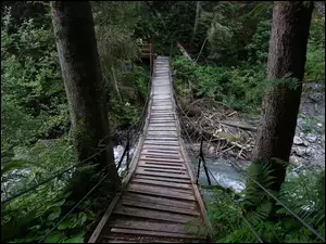 Most wiszący nad potokiem w lesie