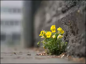 Żółte kwiatki zakwitły przy murze