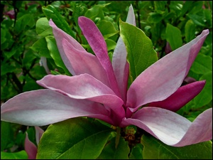 Magnolia, Przyroda, Krzewy