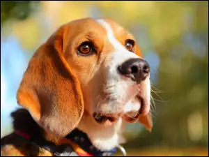 Spojrzenie, Pies, Beagle