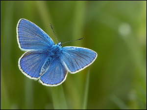 Niebieski motyl na zielonym tle