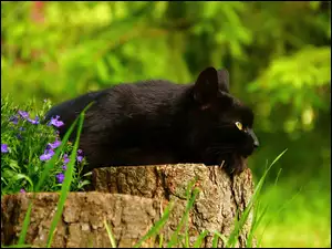 Czarny kotek leżąc na pieńku obserwuje przyrodę