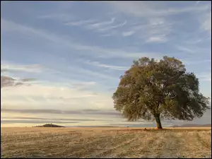 Samotne drzewo na pustym polu