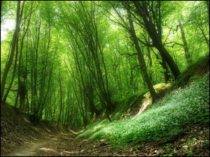 Leśny zielony wąwóz