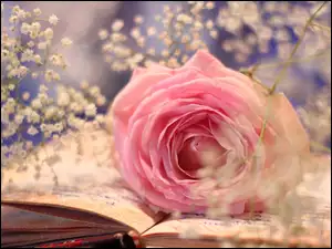 Książka, Różowa, Róża