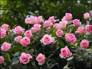 Ogród letni z kwitnącymi różami
