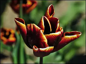 Rozmycie, Tulipany