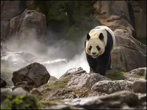 Panda wielka na kamieniach wśród skał