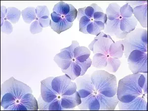 Niebieskie kwiaty w grafice