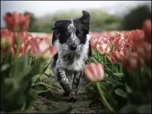 Psiak z tulipanami