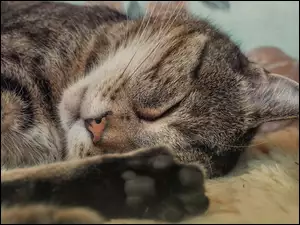 Śpiący bury kot w zbliżeniu