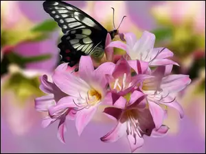 Graficzny motyl z kwiatami