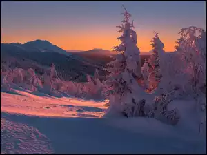 Drzewa, Zaspy, Śnieg, Zima, Góry
