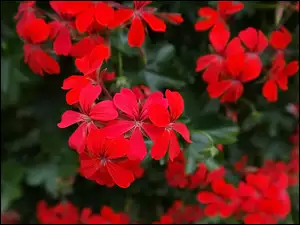 Pelargonia, Kwiaty, Czerwona