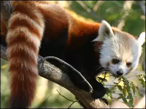 Pandka ruda, Czerwona, Panda