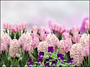 Różowe hiacynty i tulipany