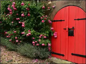 Pnące róże przy bramie