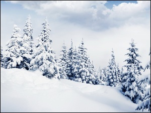 Ośnieżone drzewa na zimowym wzgórzu