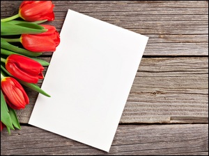 Czerwone tulipany i biała kartka