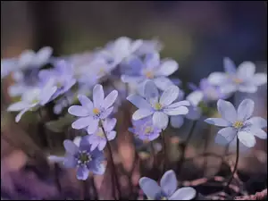 Przylaszczki niebieskie kwiatki