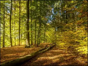 Jesienna droga z liśćmi w lesie