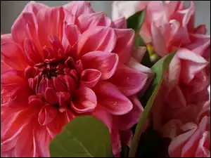 Dalia, Kwiat