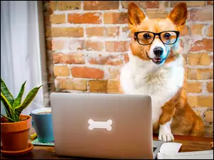 Pies w okularach przy komputerze