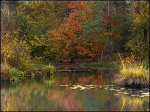 Kolorowe, Jesień, Jezioro, Trawy, Drzewa, Kępki