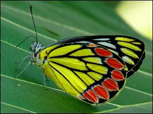 Liść, Kolorowy, Motyl