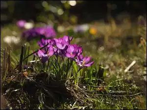 Fioletowe krokusy kwitną w trawie